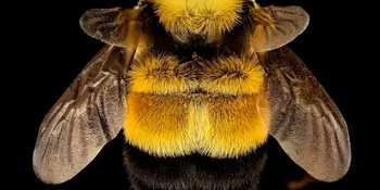 Do bumble bees sense rhythmic patterns?